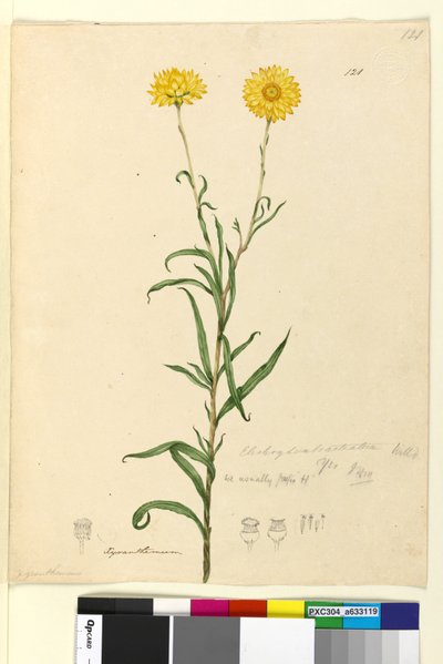 Page 121. Elichrysum bracteatum，c.1803-06（wc，钢笔，墨水和铅笔） 作者 约翰·威廉·莱温