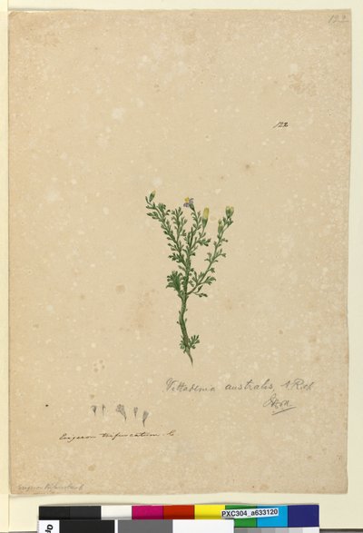 Page 122. Vittadinia australis，c.1803-06（wc，钢笔，墨水和铅笔） 作者 约翰·威廉·莱温