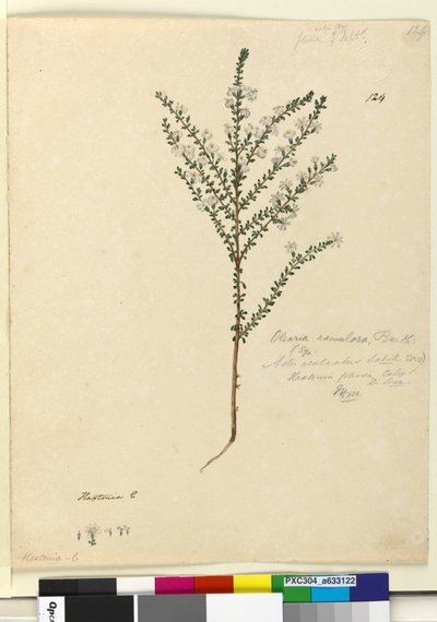Page 124. Olearia ramulosa，c.1803-06（wc，钢笔，墨水和铅笔） 作者 约翰·威廉·莱温