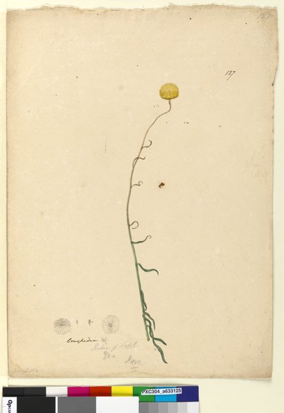 第127页.Craspedia，c.1803-06（wc，钢笔，墨水和铅笔） 作者 约翰·威廉·莱温