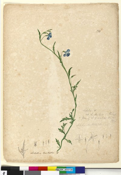 Page 130. Lobelia hostataLobelia gracilis，c.1803-06（wc，钢笔，墨水和铅笔） 作者 约翰·威廉·莱温