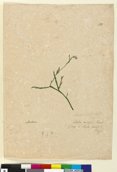Page 132. Lobelia alata，c.1803-06（wc，钢笔，墨水和铅笔） 作者 约翰·威廉·莱温