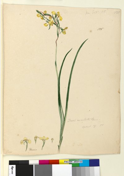 第135页.Diuris maculata，c.1803-06（wc，钢笔，墨水和铅笔） 作者 约翰·威廉·莱温