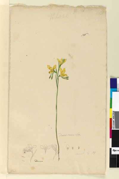 Page 136. Diuris aurea，c.1803-06（wc，钢笔，墨水和铅笔） 作者 约翰·威廉·莱温