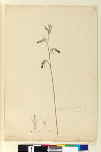 Page 137. Cryptostylis longifolia，c.1803-06（wc，钢笔，墨水和铅笔） 作者 约翰·威廉·莱温