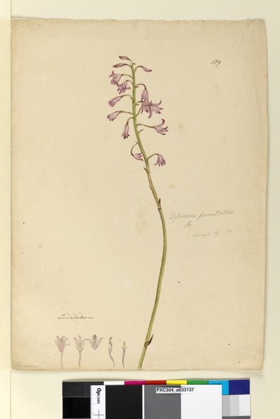 Page 139. Dipodium punctatum，c.1803-06（wc，钢笔，墨水和铅笔） 作者 约翰·威廉·莱温