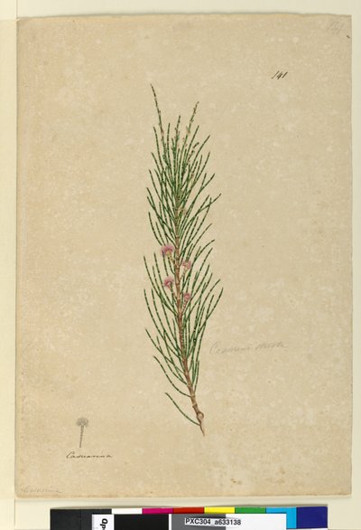Page 141. Casuarina strictaAllocasuarina verticillata，c.1803-06（wc，钢笔，墨水和铅笔） 作者 约翰·威廉·莱温