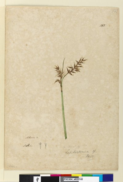 Page 143. Lepidosperma，c.1803-06（wc，钢笔，墨水和铅笔） 作者 约翰·威廉·莱温