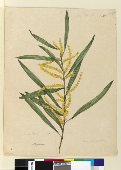 Page 145. Acacia longifolia，c.1803-06（wc，钢笔，墨水和铅笔） 作者 约翰·威廉·莱温