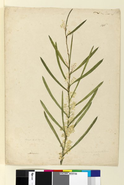 Page 146. Acacia suaveolens，c.1803-06（wc，钢笔，墨水和铅笔） 作者 约翰·威廉·莱温