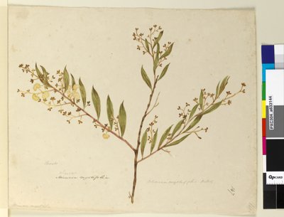 Page 147. Acacia myrtifolia，c.1803-06（wc，钢笔，墨水和铅笔） 作者 约翰·威廉·莱温