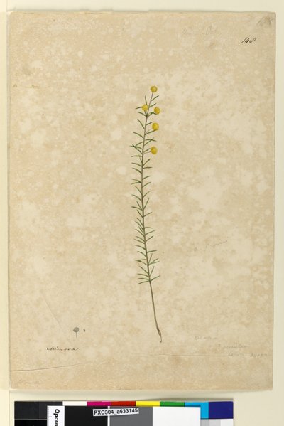 第 148 页。 Acacia aciculares，c.1803-06（水彩、钢笔、墨水和铅笔） 作者 约翰·威廉·莱温