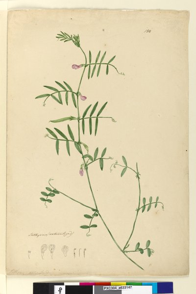 Page 150. Lathyrus，c.1803-06（wc，钢笔，墨水和铅笔） 作者 约翰·威廉·莱温
