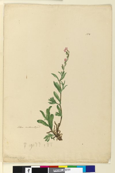 Page 154. Silene入籍，c.1803-06（wc，钢笔，墨水和铅笔） 作者 约翰·威廉·莱温
