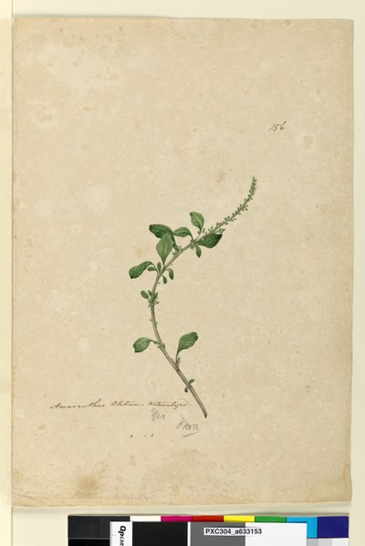 Page 156. Amaranthus Blitum，c.1803-06（wc，钢笔，墨水和铅笔） 作者 约翰·威廉·莱温