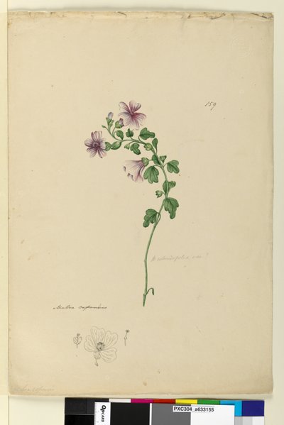 Page 159. Malva capensis，c.1803-06（wc，钢笔，墨水和铅笔） 作者 约翰·威廉·莱温