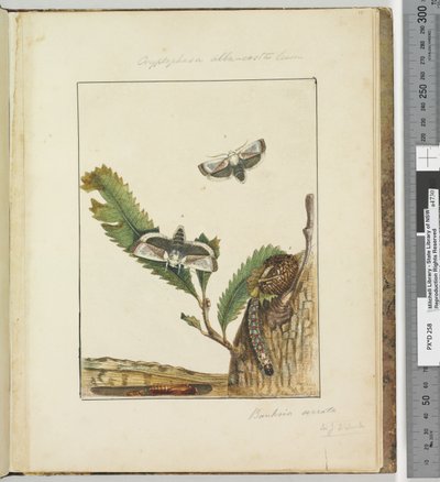 第15页。板4 Cryptophasa alba，costa Lewin，1803-04（手工彩色蚀刻印刷品） 作者 约翰·威廉·莱温