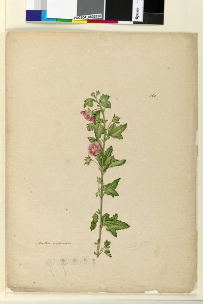 Page 160. Malva capensis，c.1803-06（wc，钢笔，墨水和铅笔） 作者 约翰·威廉·莱温