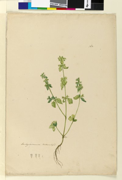 Page 162. Stachys arvensis，c.1803-06（wc，钢笔，墨水和铅笔） 作者 约翰·威廉·莱温