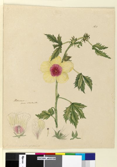 Page 163. Hibiscus，c.1803-06（wc，钢笔，墨水和铅笔） 作者 约翰·威廉·莱温