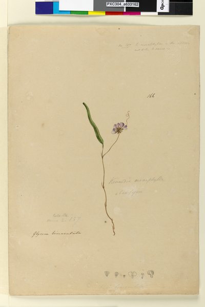 Page 166. Kennedia monophyllaHardenbergia violacea，c.1803-06（wc，钢笔，墨水和铅笔） 作者 约翰·威廉·莱温