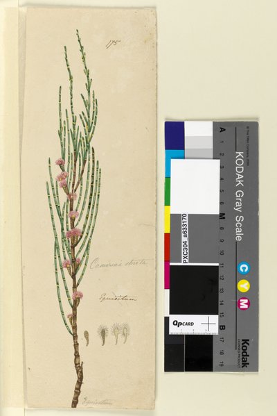 Page 175. Casuarina stricta Allocasuarina verticillata，c.1803-06（wc，钢笔，墨水和铅笔） 作者 约翰·威廉·莱温