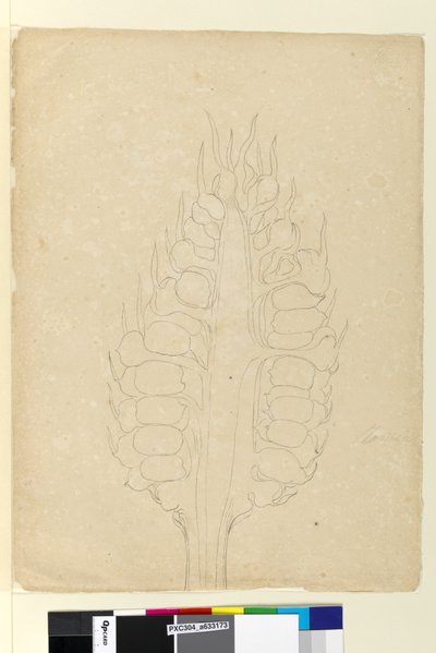 页面178a。 Zamia，c.1803-06（wc，钢笔，墨水和铅笔） 作者 约翰·威廉·莱温