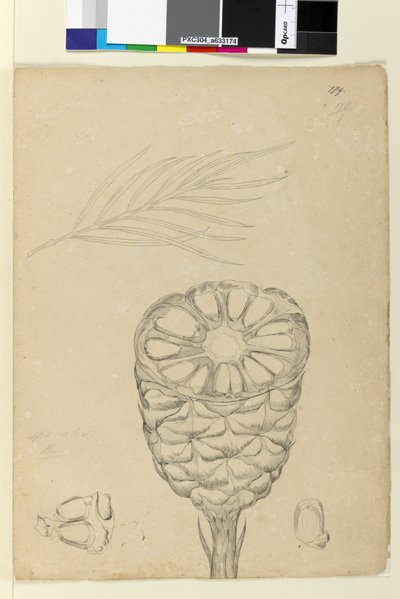 页面178b。 Spiralis，c.1803-06（wc，钢笔，墨水和铅笔） 作者 约翰·威廉·莱温