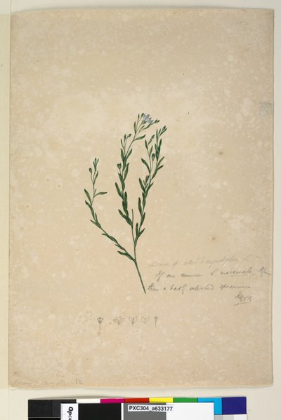 Page 182. Linum sp联合到augustifolium，c.1803-06（wc，钢笔，墨水和铅笔） 作者 约翰·威廉·莱温