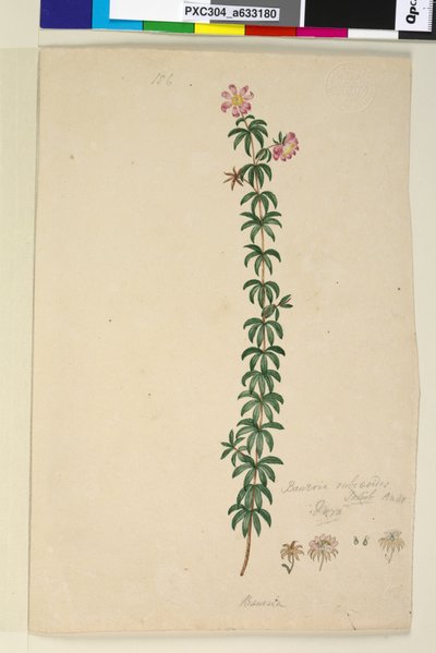 Page 186. Bauera rubioides，c.1803-06（wc，钢笔，墨水和铅笔） 作者 约翰·威廉·莱温