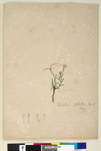 页187.柳叶柳，c.1803-06（wc，钢笔，墨水和铅笔） 作者 约翰·威廉·莱温
