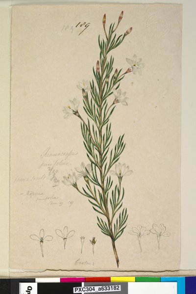 Page 189。Ricinocarpus pinifolius，c.1803-06（wc，钢笔，墨水和铅笔） 作者 约翰·威廉·莱温