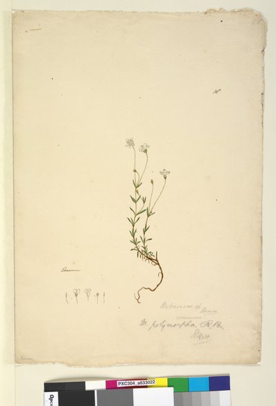 第18页.Mitrasacme polymorpha，c.1803-06（wc，笔，墨水和铅笔） 作者 约翰·威廉·莱温