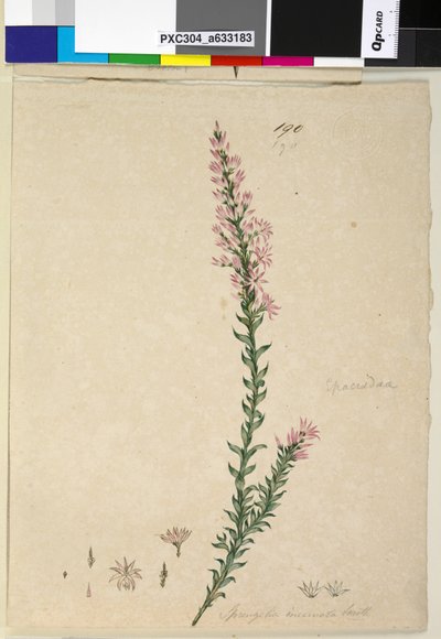 Page 190. Sprengelia incarnata，c.1803-06（wc，钢笔，墨水和铅笔） 作者 约翰·威廉·莱温