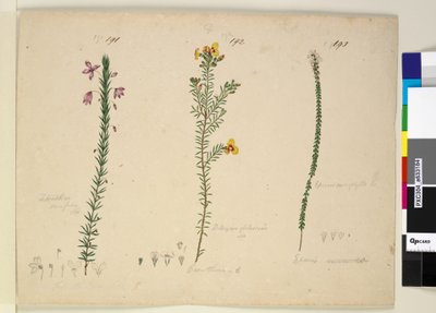 Page 191. Tetratheca ericifolia; 192. Dillwynia glaberrima; 193. Epacris microphylla，c.1803-06（wc，钢笔，墨水和铅笔） 作者 约翰·威廉·莱温