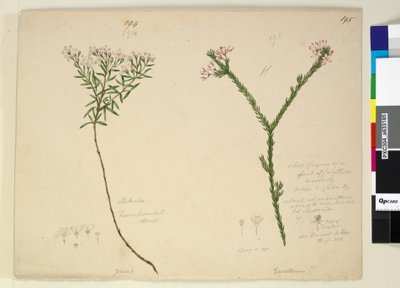 第194. Zieria lanceolata Zieria smithii; 195.一种Calythrix物种的坏人物......，c.1803-06（wc，钢笔，墨水和铅笔） 作者 约翰·威廉·莱温