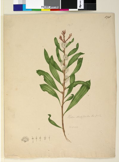 Page 198. Hakea dactyloides，c.1803-06（wc，钢笔，墨水和铅笔） 作者 约翰·威廉·莱温