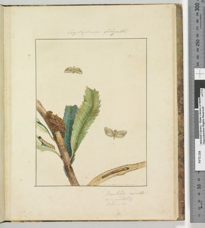 第19页。板5 Cryptophasa Strigata，1803-04（手工彩色蚀刻印刷品） 作者 约翰·威廉·莱温