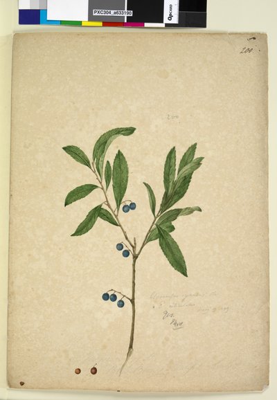 Page 200. Elaeocarpus reticulatus，c.1803-06（wc，钢笔，墨水和铅笔） 作者 约翰·威廉·莱温