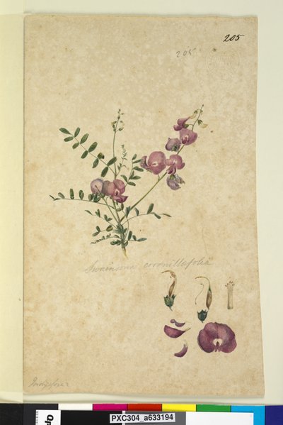 Page 205. Swainsona，c.1803-06（wc，钢笔，墨水和铅笔） 作者 约翰·威廉·莱温