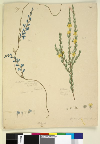 Page 209. Comesperma volubile; 210. Hibbertia fasciculata，c.1803-06（wc，钢笔，墨水和铅笔） 作者 约翰·威廉·莱温