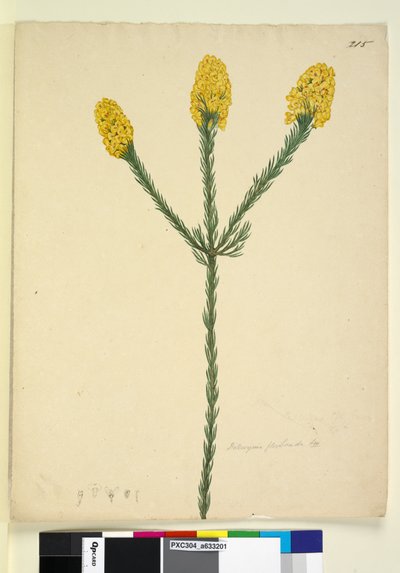 Page 215. Dillwynia floribunda，c.1803-06（wc，钢笔，墨水和铅笔） 作者 约翰·威廉·莱温