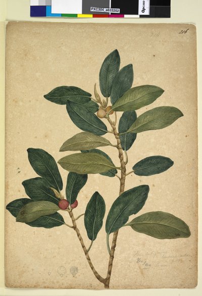 Page 216. Ficus rubiginosa，c.1803-06（wc，钢笔，墨水和铅笔） 作者 约翰·威廉·莱温