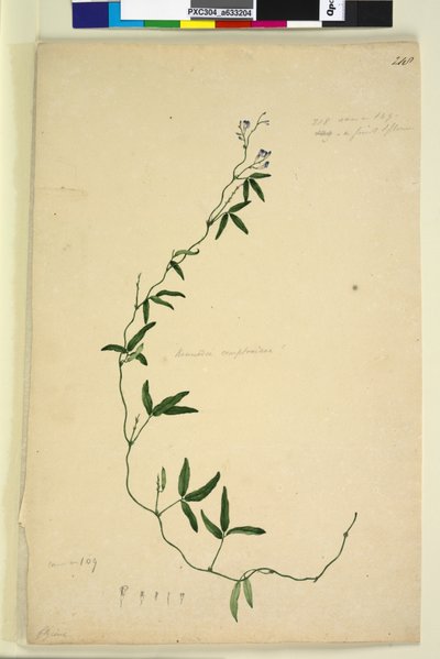 Page 218. Kennedia comptoniana Hardenbergia comptoniana，c.1803-06（wc，钢笔，墨水和铅笔） 作者 约翰·威廉·莱温
