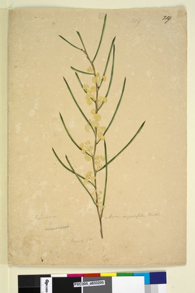 Page 219. Acacia angustifolia，c.1803-06（wc，钢笔，墨水和铅笔） 作者 约翰·威廉·莱温
