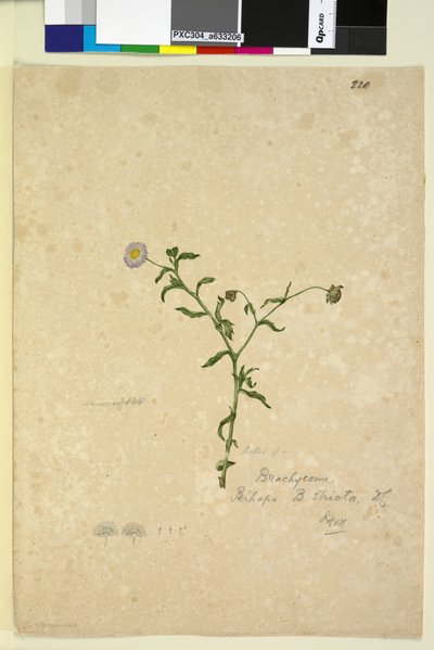 Page 220. Brachycome multifida，c.1803-06（wc，钢笔，墨水和铅笔） 作者 约翰·威廉·莱温