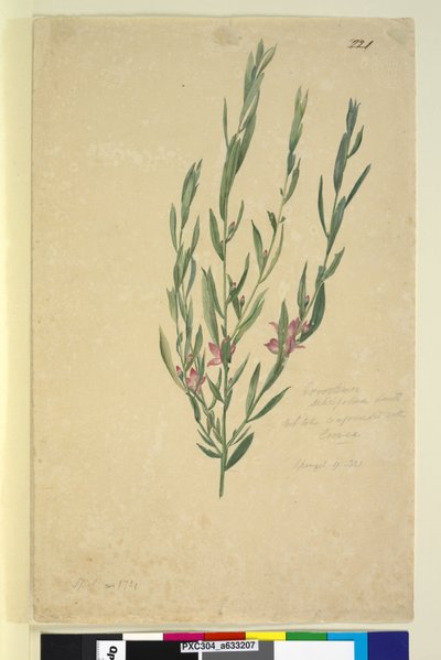 Page 221. Eriostemon，c.1803-06（wc，钢笔，墨水和铅笔） 作者 约翰·威廉·莱温
