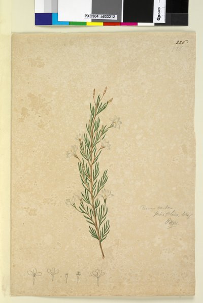 Page 226. Ricinocarpus pinifolius，c.1803-06（wc，钢笔，墨水和铅笔） 作者 约翰·威廉·莱温