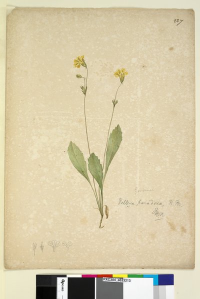 Page 227. Velleia paradoxa，c.1803-06（wc，钢笔，墨水和铅笔） 作者 约翰·威廉·莱温
