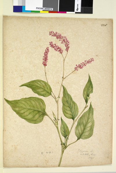 Page 228。Polygonum orientale，c.1803-06（wc，钢笔，墨水和铅笔） 作者 约翰·威廉·莱温